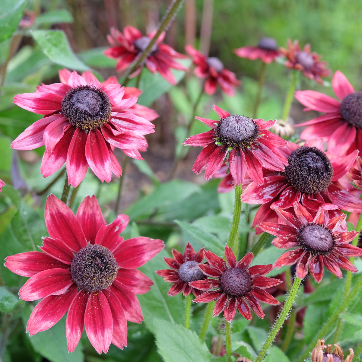 2  Echinacées Cherry Brandy - Echinacea hirta cherry brandy - Willemse