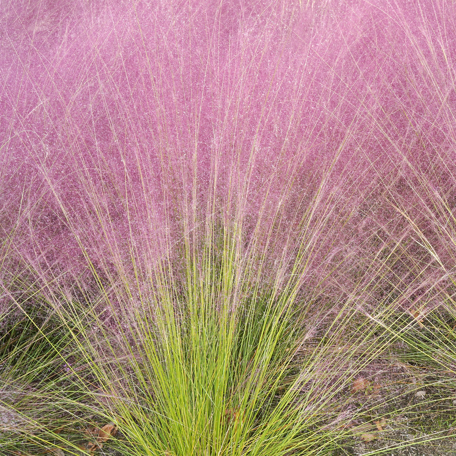 Graminées - 2 Herbes aux épis roses - Muhlenbergia capillaris