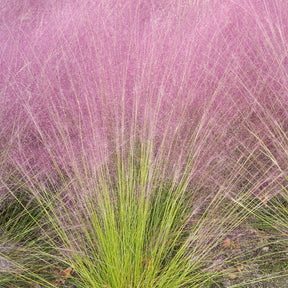 Graminées - 2 Herbes aux épis roses - Muhlenbergia capillaris