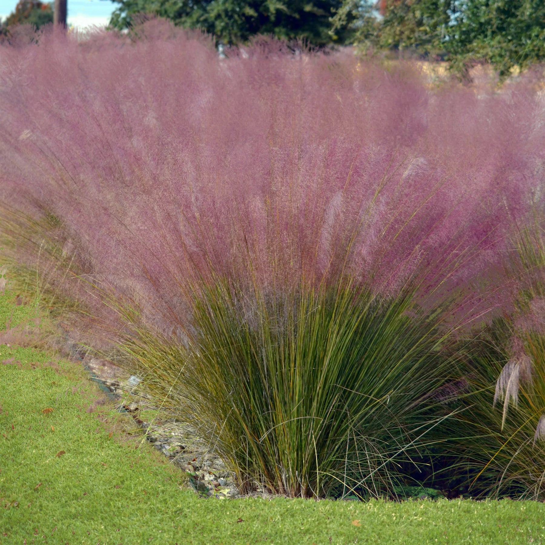  - 4 graminées décoratives - Graminées