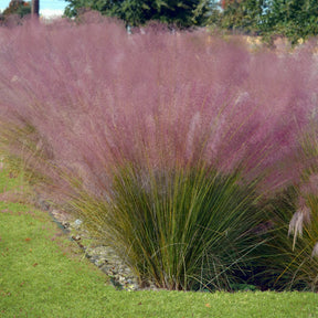  - 4 graminées décoratives - Graminées