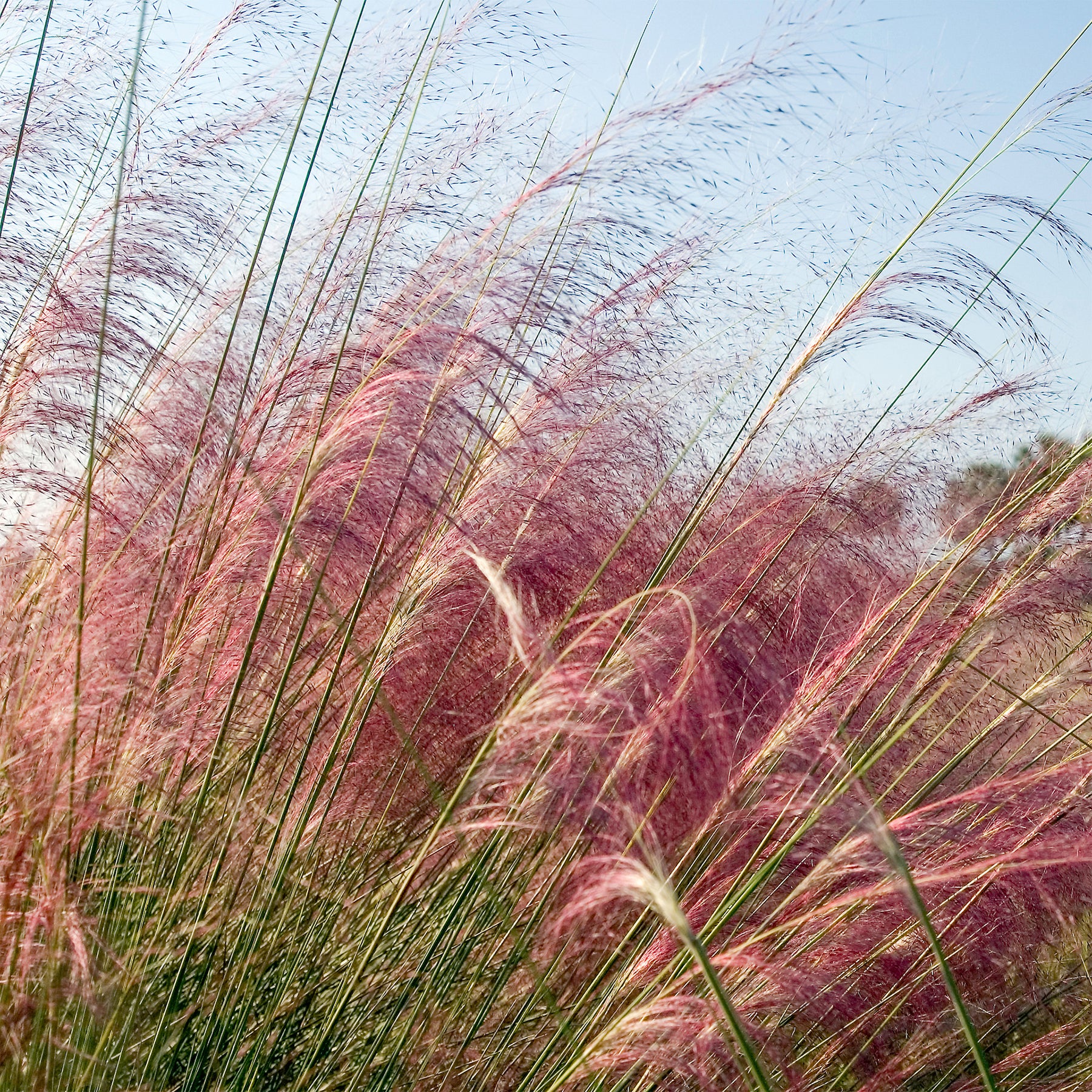 2 Herbes aux épis roses - Muhlenbergia capillaris - Willemse