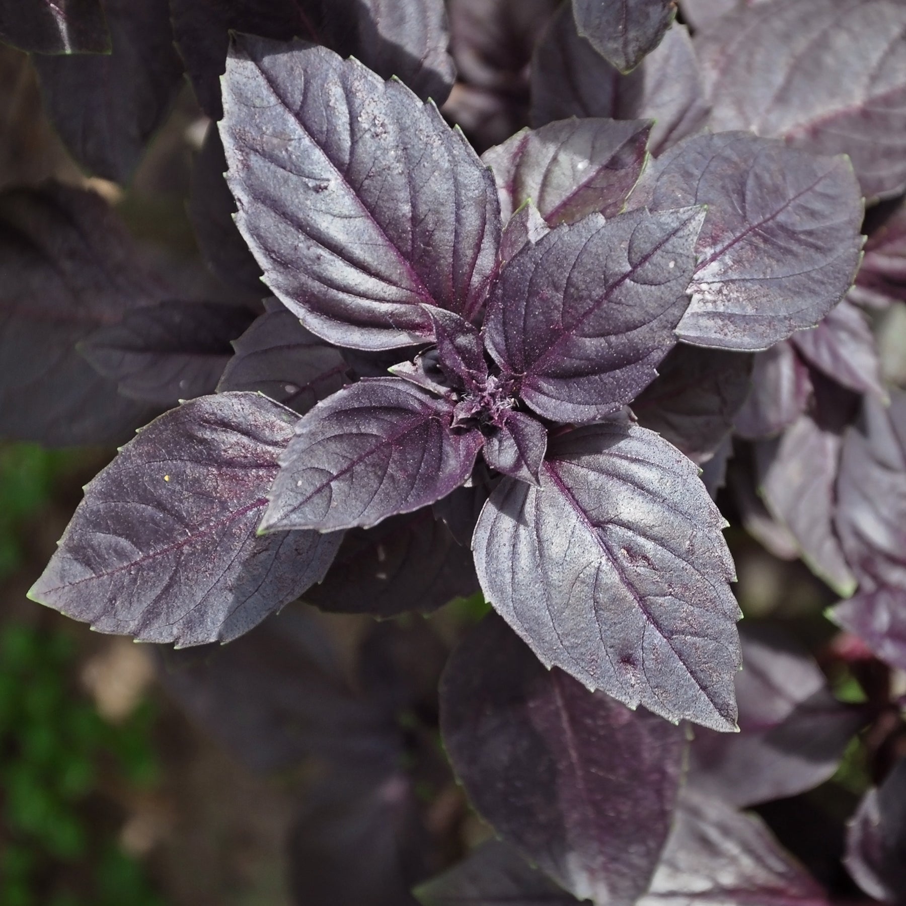 Plants d'aromatiques - Plant de Basilic pourpre - Ocimum basilicum purpurascens