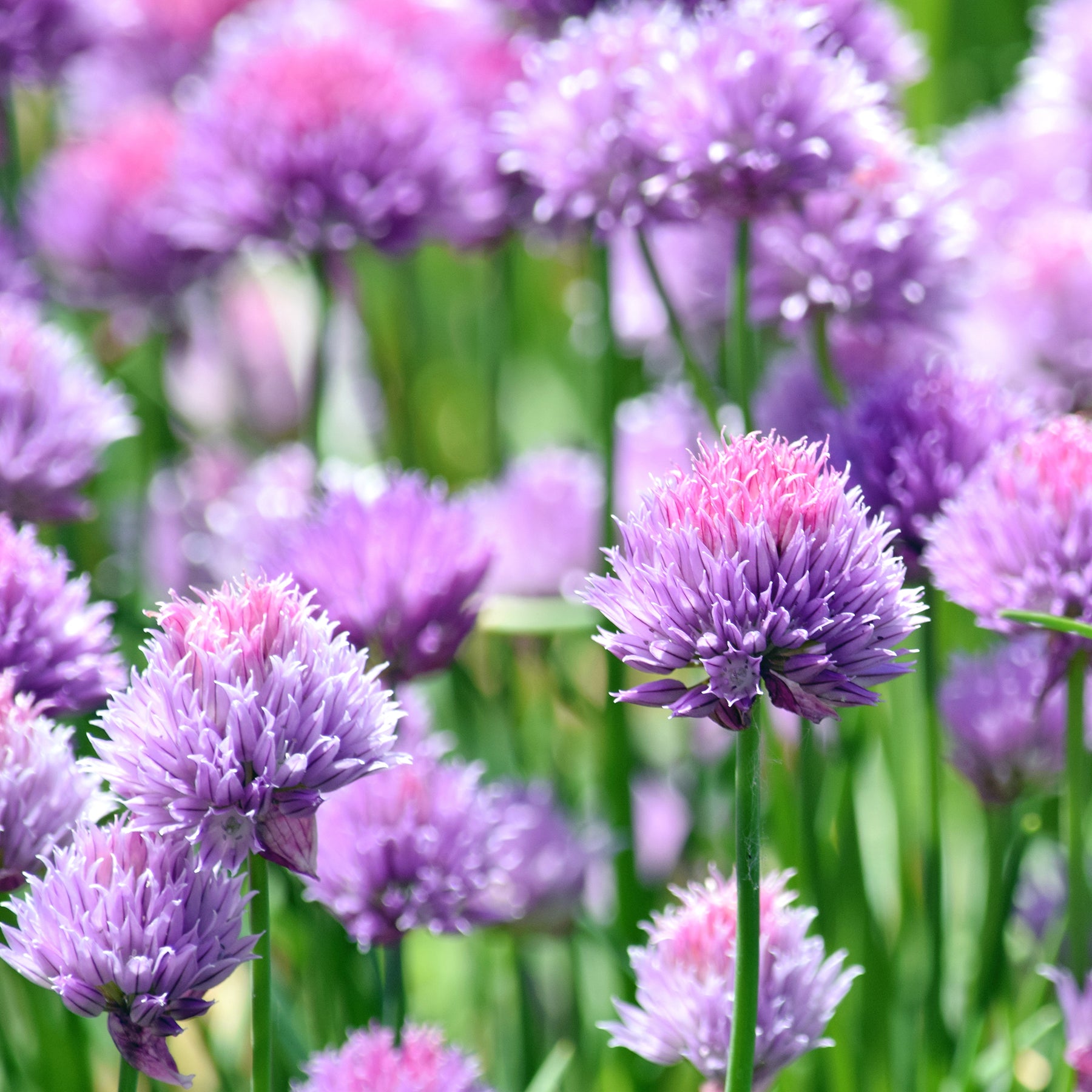 Plants d'aromatiques - Plant de Ciboulette - Allium schoenoprasum