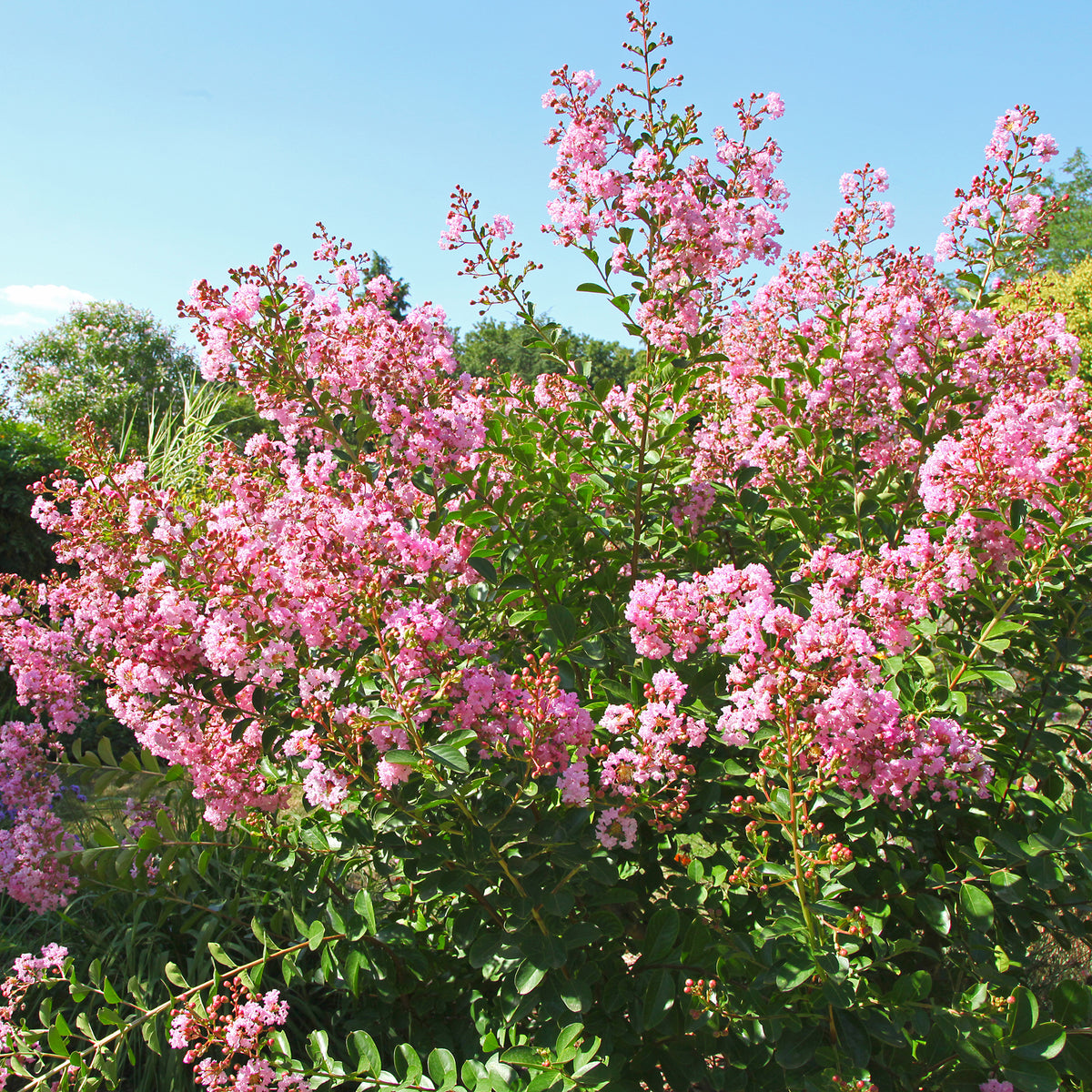 Lilas des Indes Petit Pink