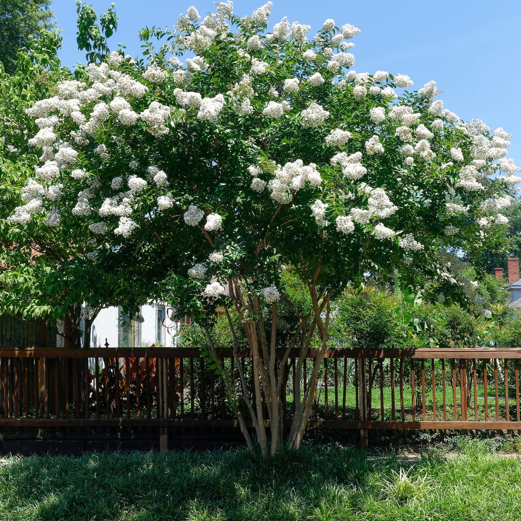Lilas des Indes - Collection de 3 Lilas des Indes : rouge, violet, blanc - Lagerstroemia indica