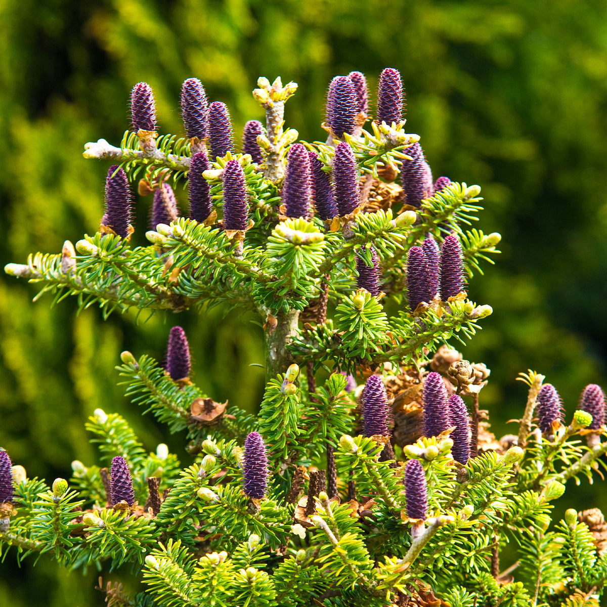 Sapin de Corée - Willemse