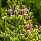 Sapin de Corée - Willemse