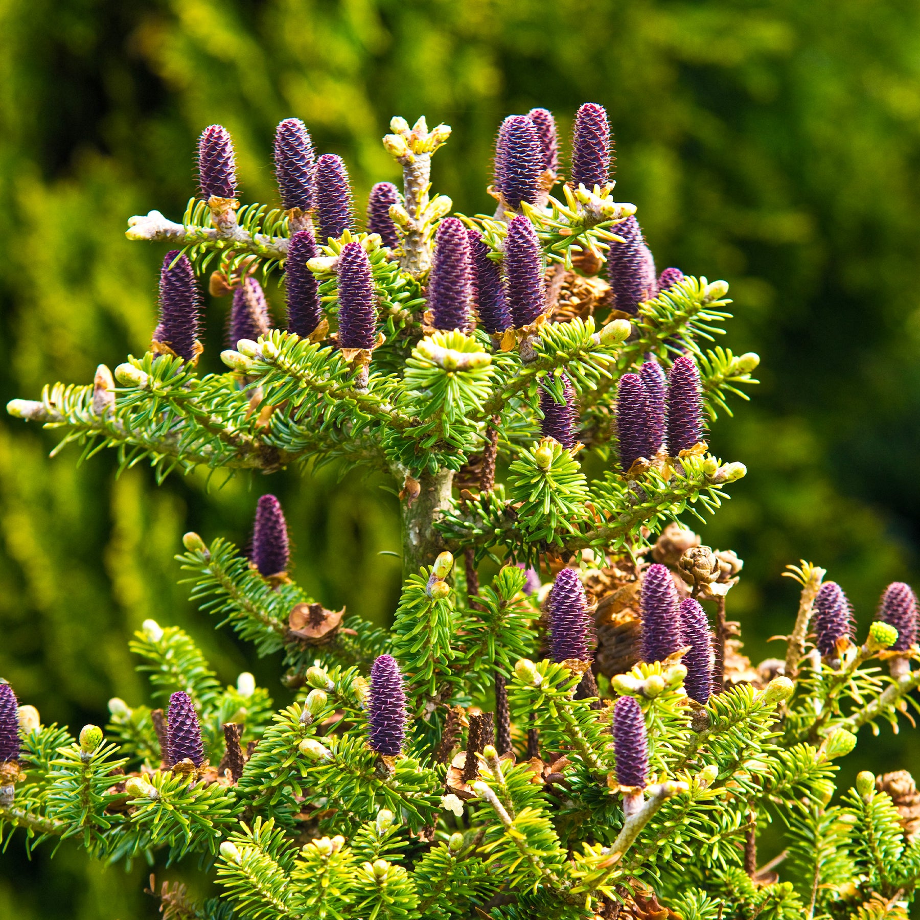 Sapin de Corée - Willemse