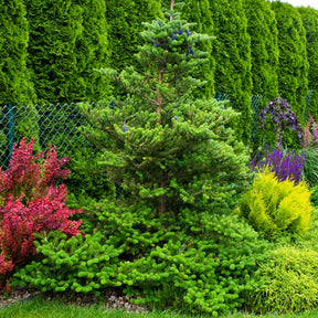 Sapin de Corée - Abies koreana - Willemse