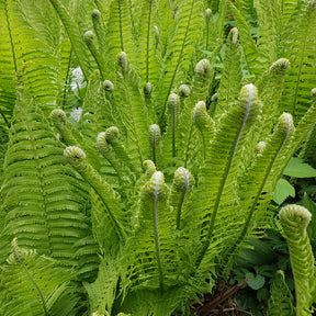 Matteuccia struthiopteris - 2 Fougères Plume d'autruche - Fougères