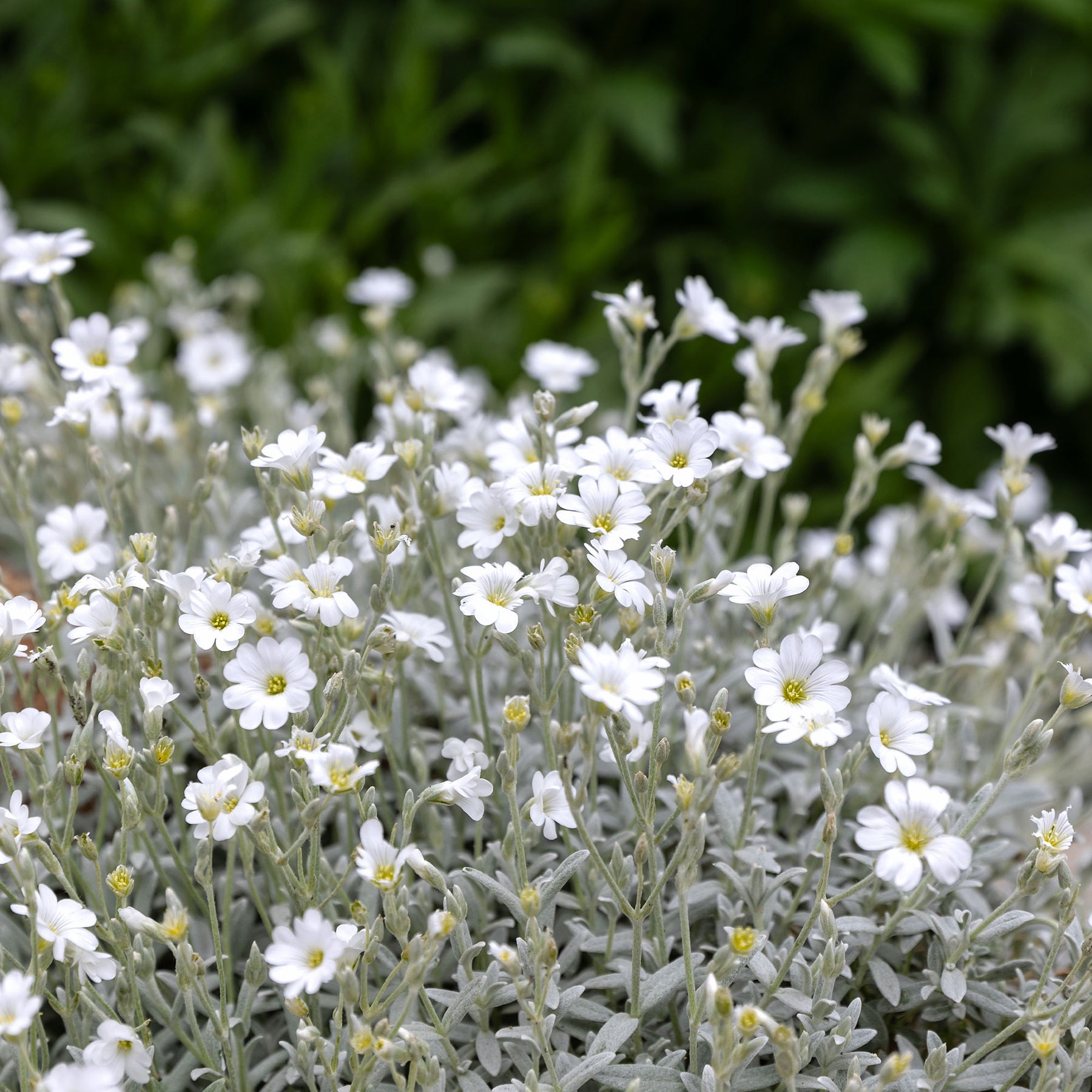 3 Céraistes - Corbeille d'argent - Cerastium tomentosum - Willemse