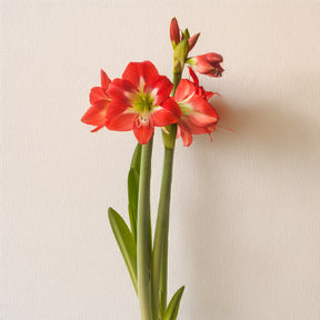 3 Amaryllis de jardin Sonatini Eye Catcher