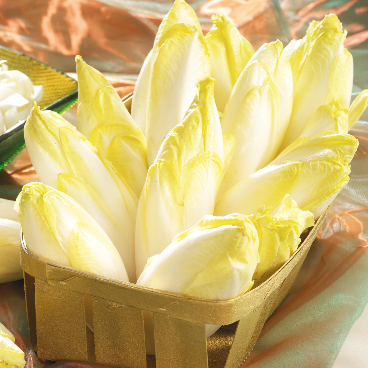 Chicorée Witloof Atlas F1 - endive