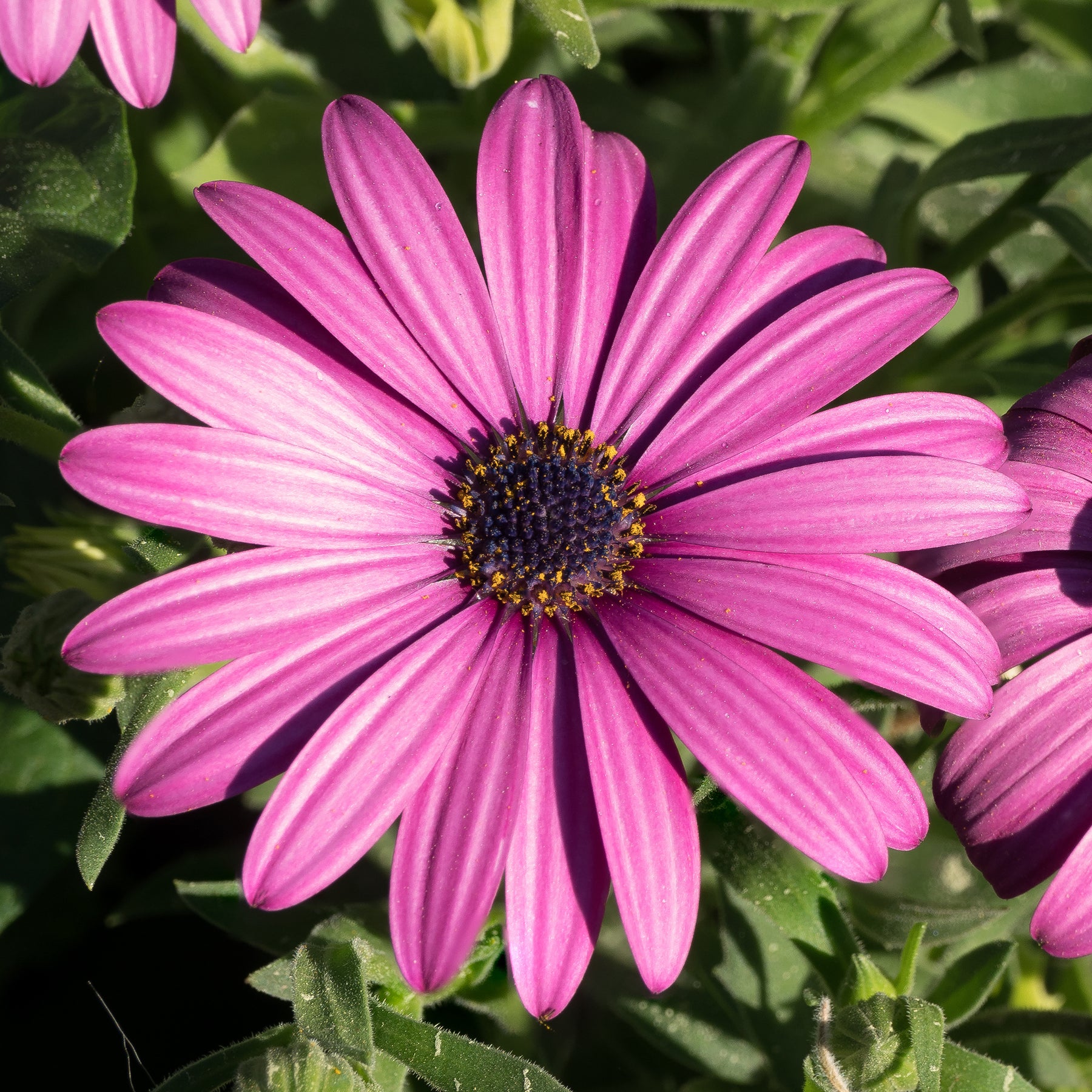 Osteospermum margarita purple - 3 Marguerites du Cap pourpres - Marguerite du Cap - Osteospermum