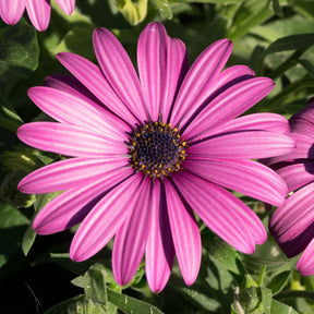 Osteospermum margarita purple - 3 Marguerites du Cap pourpres - Marguerite du Cap - Osteospermum