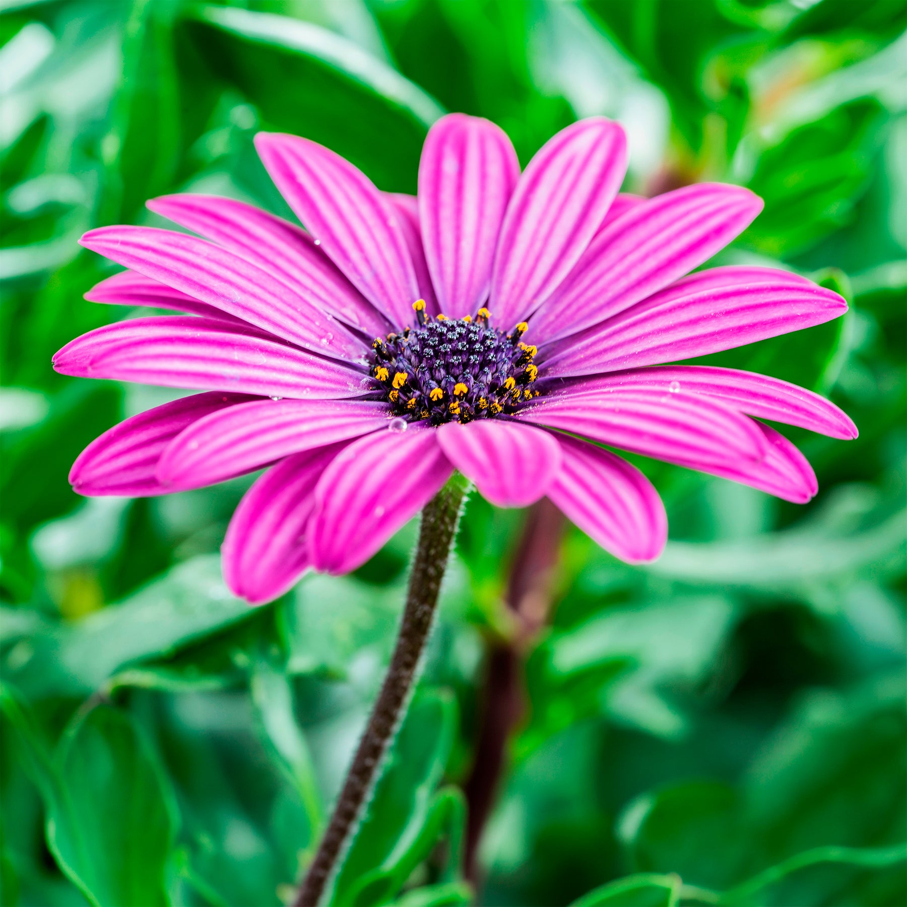 3 Marguerites du Cap pourpres - Willemse