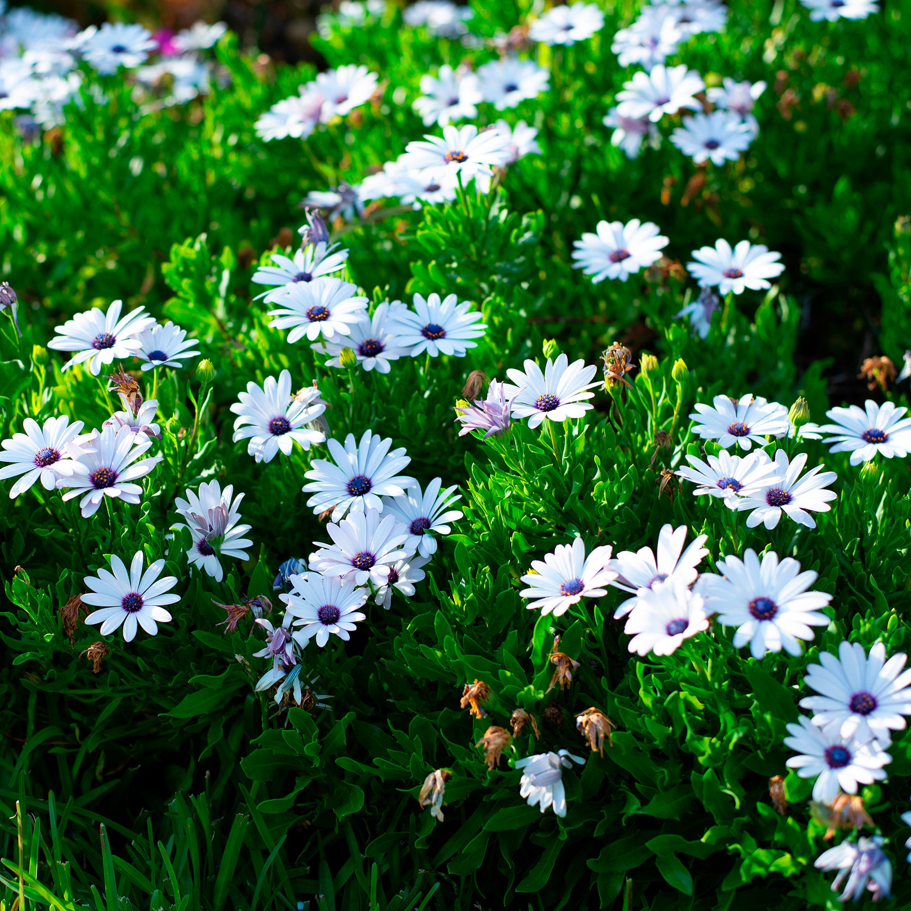 3 Marguerites du Cap blanches - Willemse
