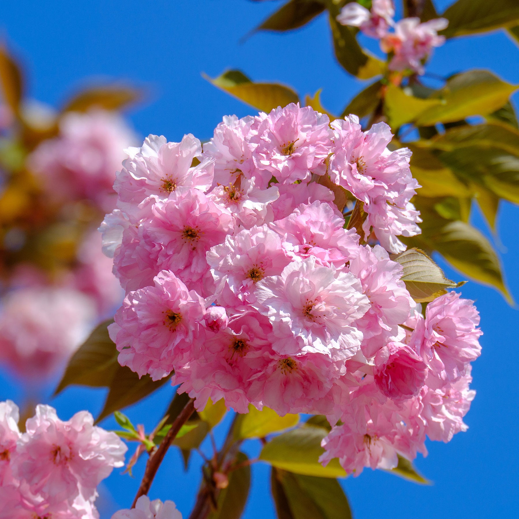 Cerisier à fleurs Kanzan - Willemse