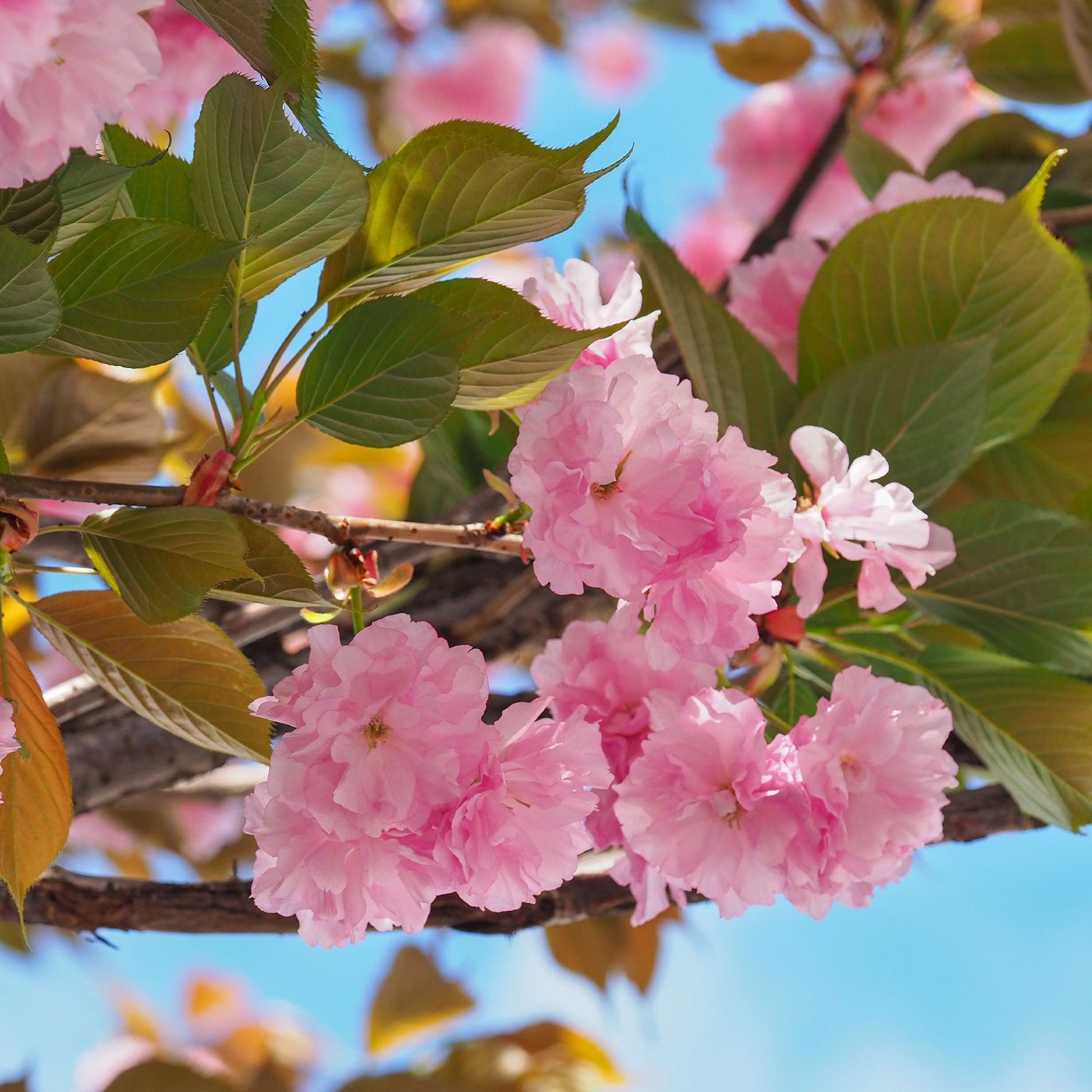 Vente Cerisier à fleurs Kanzan