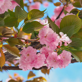 Vente Cerisier à fleurs Kanzan