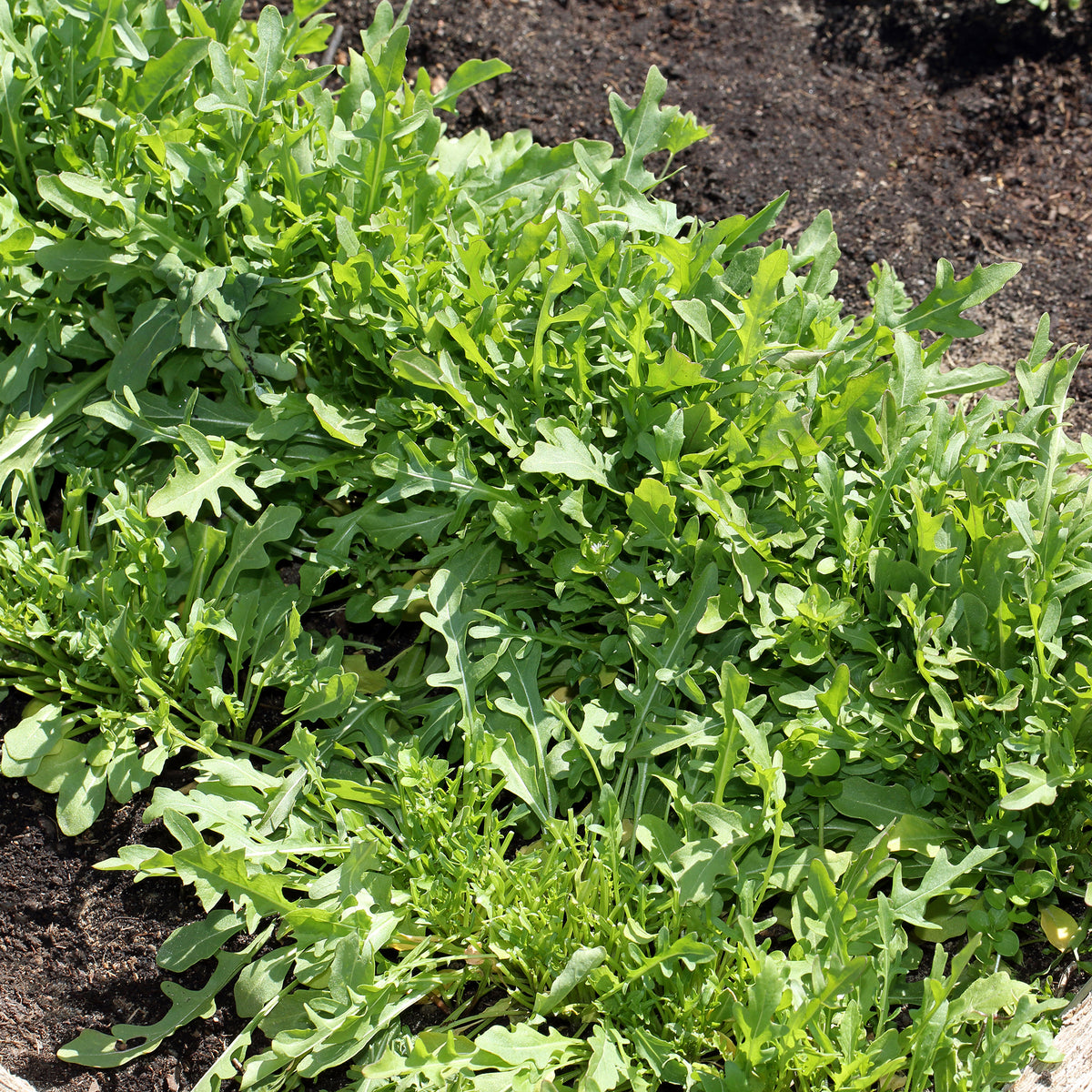 Roquette sauvage Sylvetta - Wild Rocket - Willemse