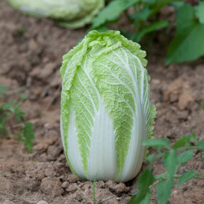 Chou de Chine Spectrum F1 - Brassica pekinensis spectrum f1 - Willemse