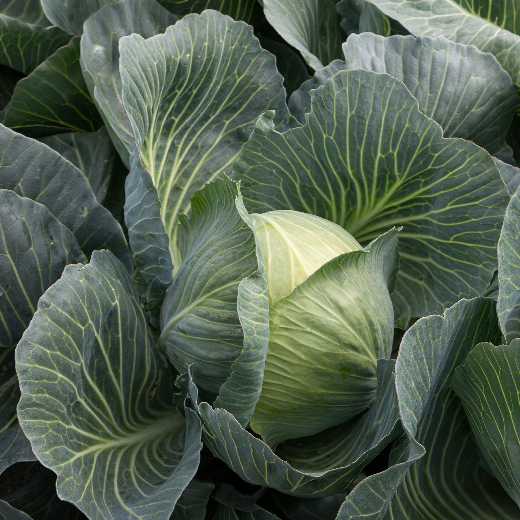Brassica oleracea capitata de brunswick - Chou cabus De Brunswick - Choux pommés cabus