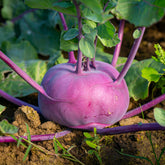 Chou-rave violet Blaro Bio - Willemse