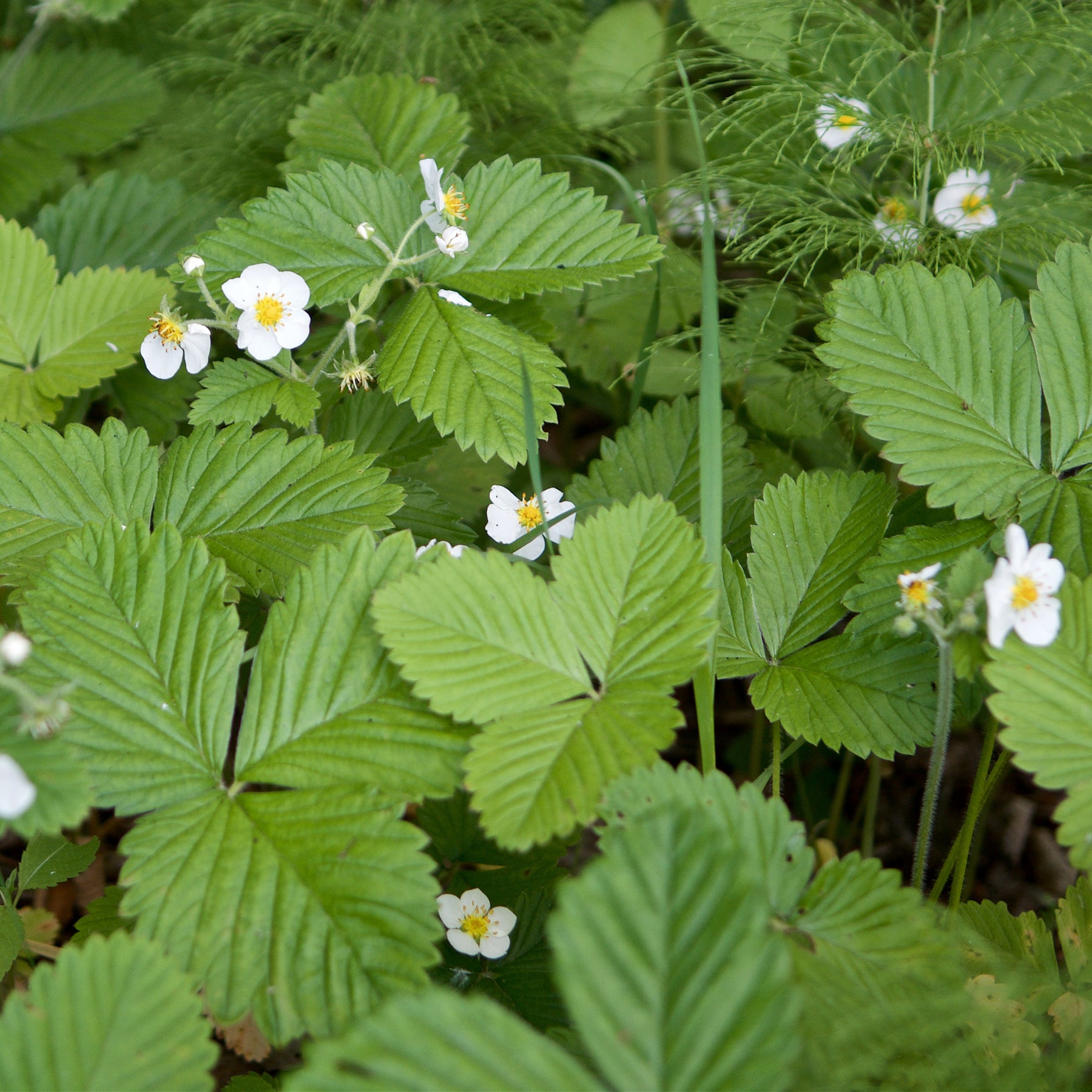 Fragaria vesca ruegen - Fraisier des bois Baron Solemacher - Fraisiers
