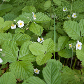 Fragaria vesca ruegen - Fraisier des bois Baron Solemacher - Fraisiers