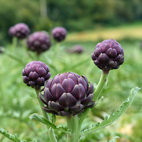 Cynara cardunculus scolymus Violet de Provence - Artichaut Violet de Provence - Artichauts