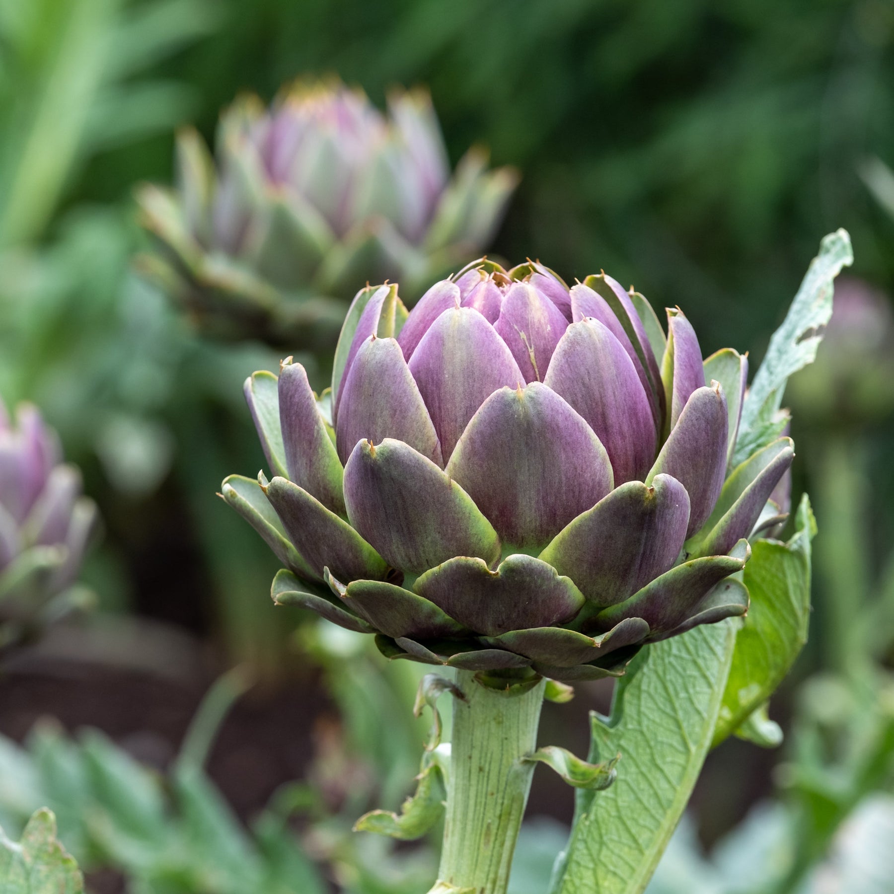 Artichaut Violet de Provence - Cynara cardunculus scolymus Violet de Provence - Willemse