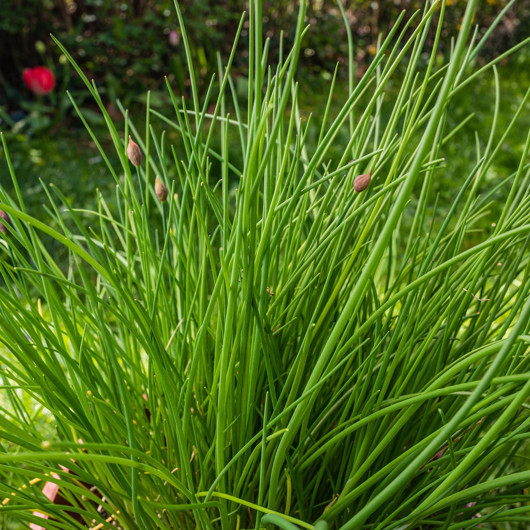Ciboulette grosse feuilles Staro Bio