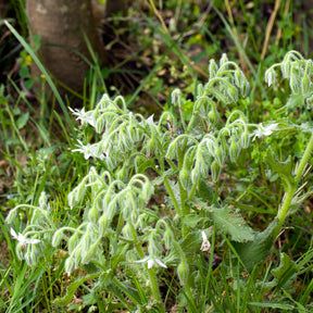 Borago officinalis - Bourrache Bleu et Blanche - Graines de fleurs