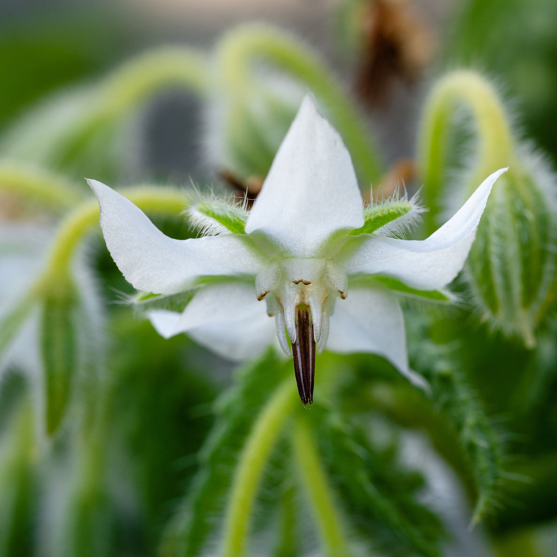 Graines de fleurs - Bourrache Bleu et Blanche - Borago officinalis