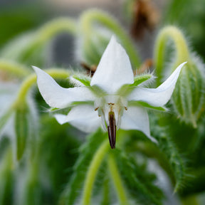 Graines de fleurs - Bourrache Bleu et Blanche - Borago officinalis