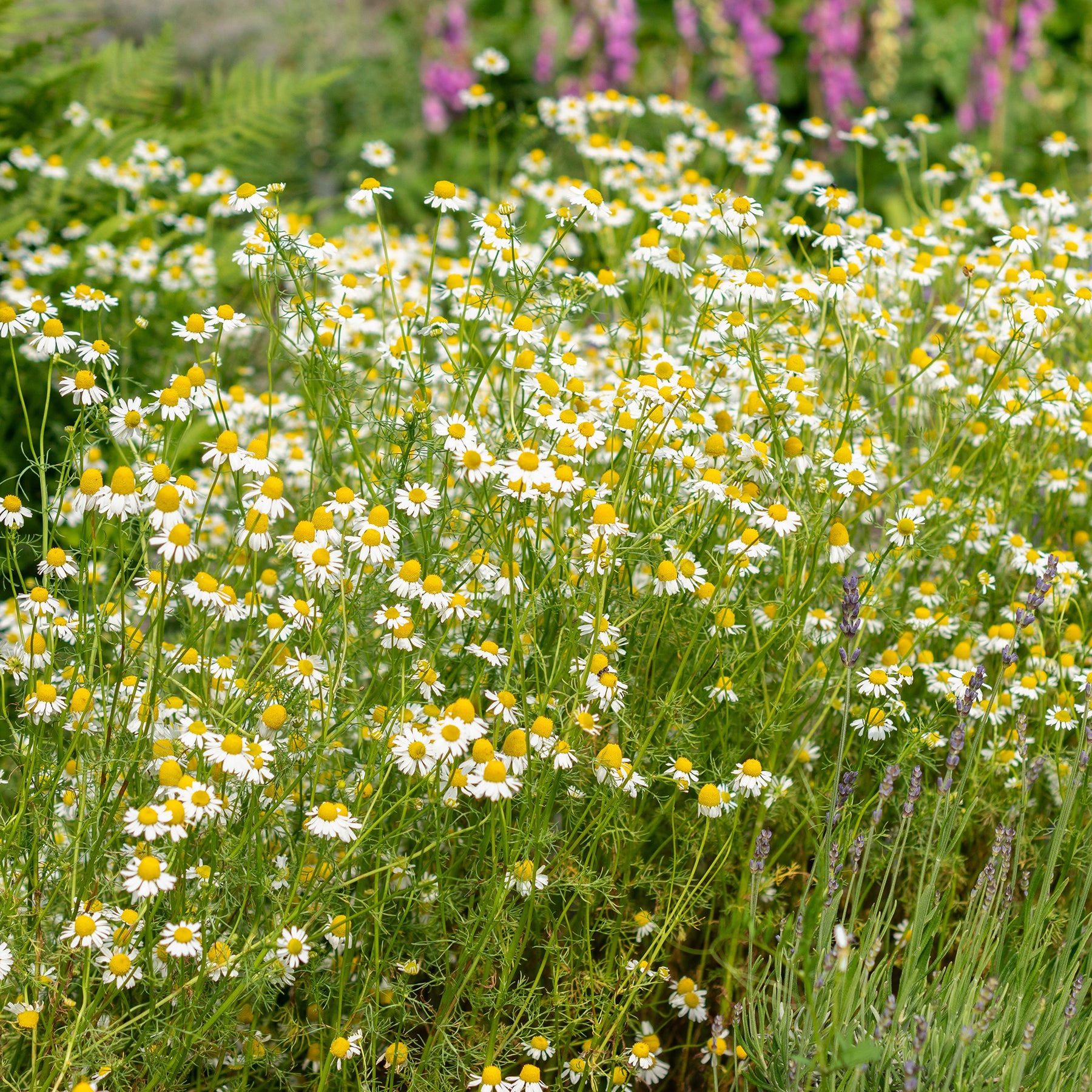 Matricaria recutita - Camomille Allemande Bio - Graines de fleurs