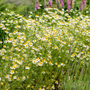 Matricaria recutita - Camomille Allemande Bio - Graines de fleurs