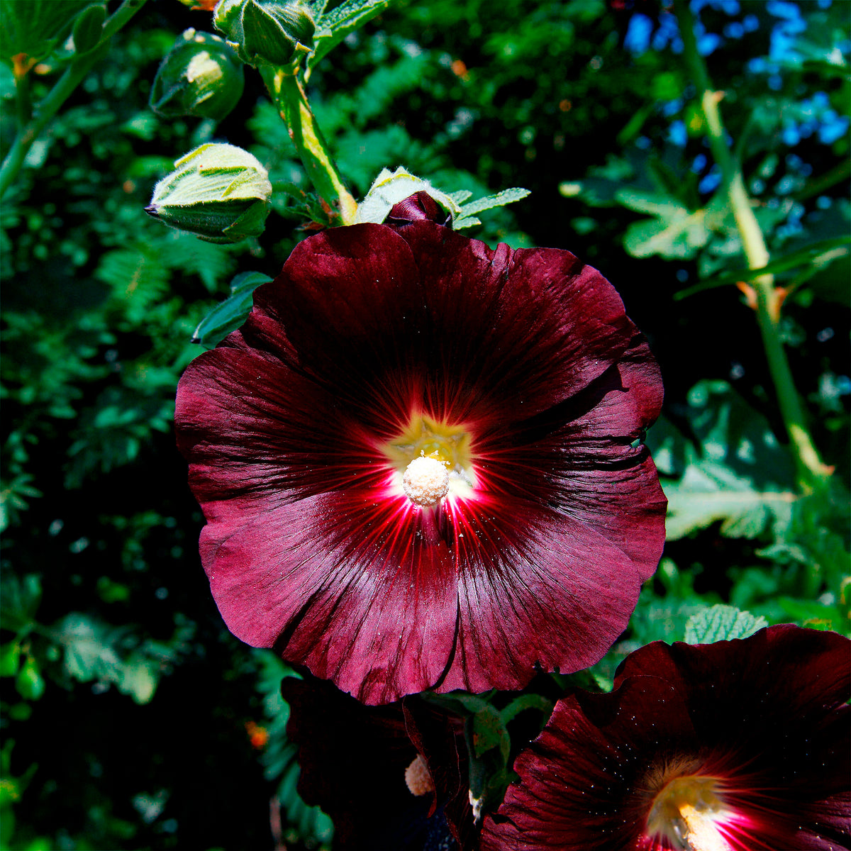 Rose Trémière simple noir Jet Black - Willemse
