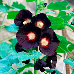 Rose Trémière simple noir Jet Black - Alcea rosea var. nigra - Willemse