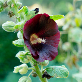 Alcea rosea var. nigra - Rose Trémière simple noir Jet Black - Rose trémière - Alcea