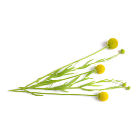 Cephalophora odorant Pineapples - Willemse