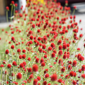 Amarantine écarlate Strawberry fields