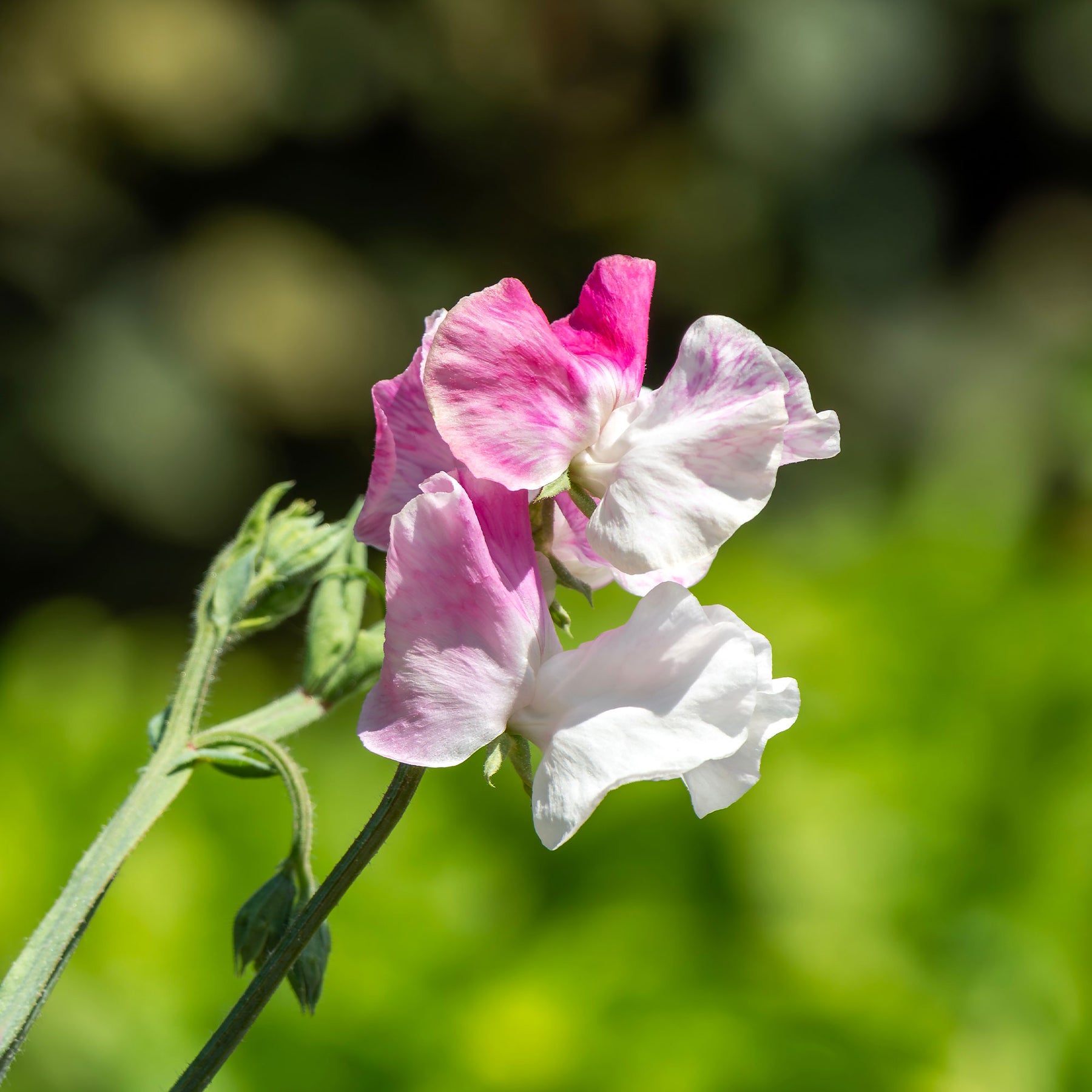 Pois de senteur Painted lady 1937 - Willemse