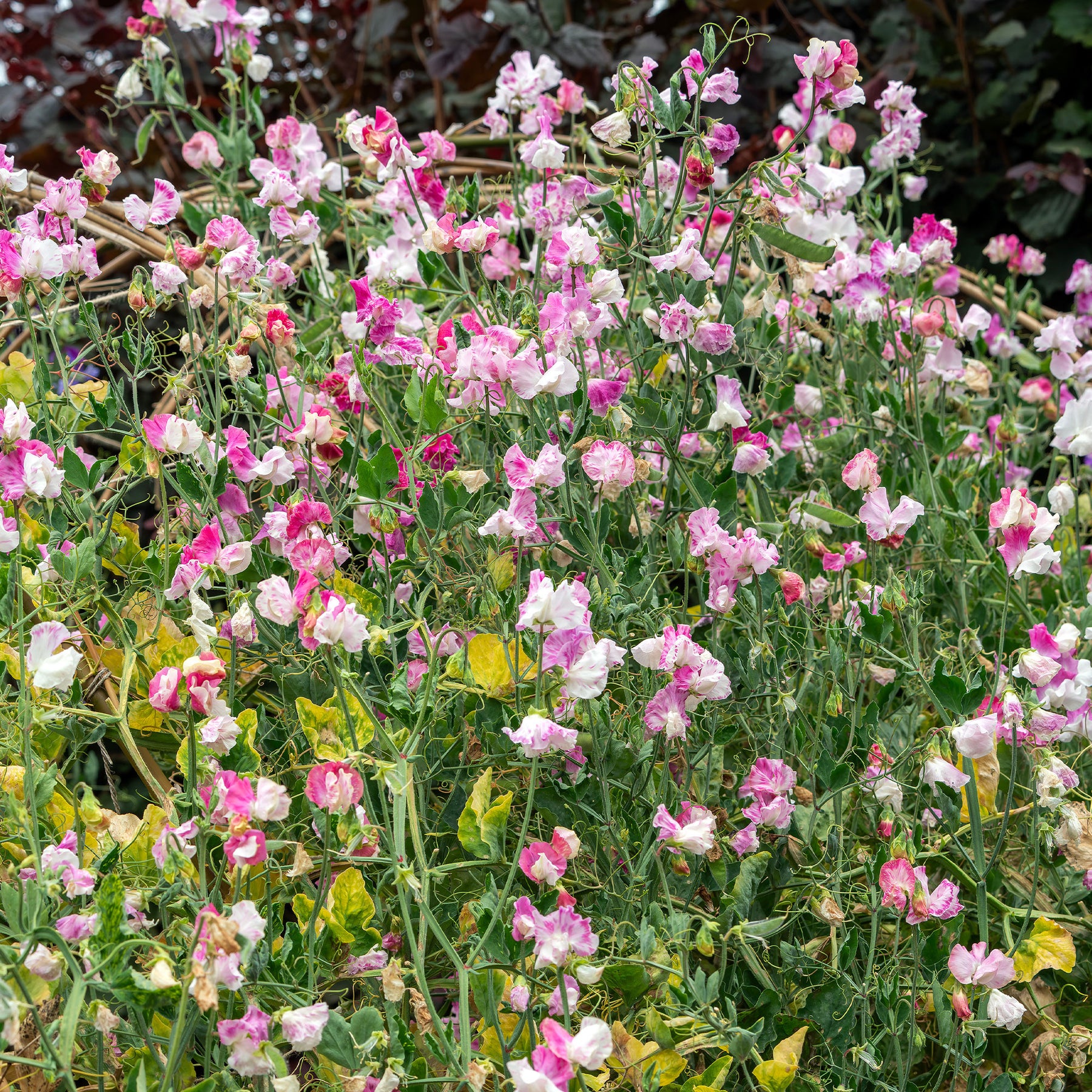 Pois de senteur Painted lady 1937 - Lathyrus odoratus grandiflorus painted lady 1937 - Willemse