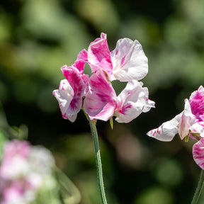 Lathyrus odoratus grandiflorus painted lady 1937 - Pois de senteur Painted lady 1937 - Pois de senteur