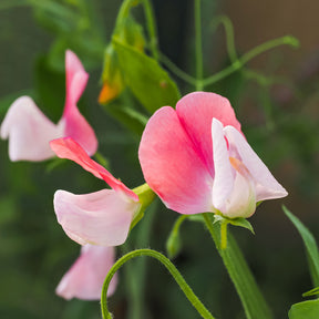 Pois de senteur - Pois de senteur Painted lady 1937 - Lathyrus odoratus grandiflorus painted lady 1937