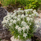 Edelweiss vivace - Willemse