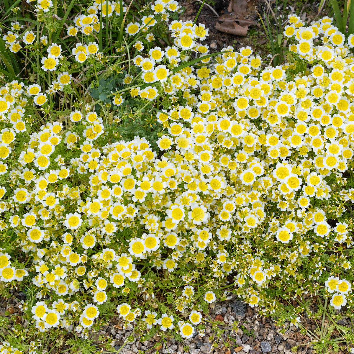 Limnanthe de Douglas - Limnanthes douglasii - Willemse